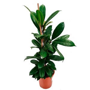 African FIg Leaf