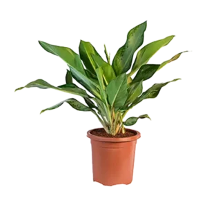Aglaonema Alperia