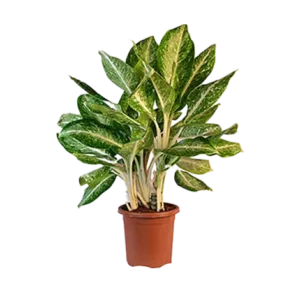 Aglaonema Butterfly