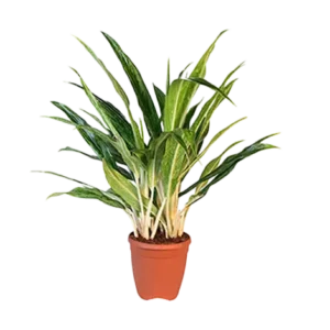 Aglaonema Cutlass