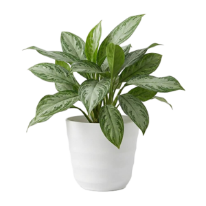 Aglaonema Dove