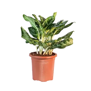 Aglaonema Edgy White