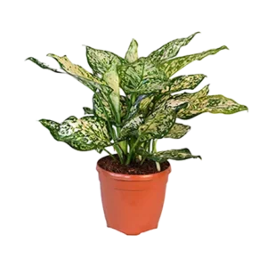 Aglaonema Eillen