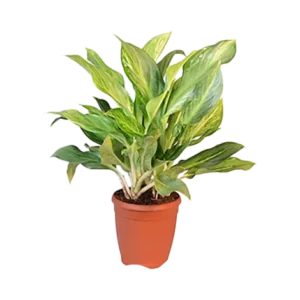 Aglaonema Ghost
