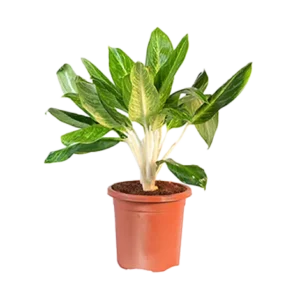Aglaonema Green Butter Fly