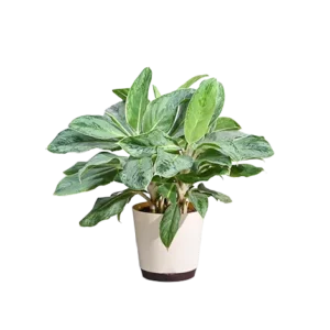 Aglaonema Ice
