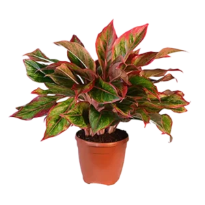Aglaonema Lipstick