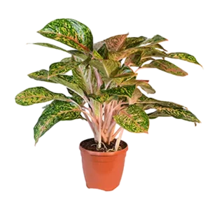 Aglaonema Luksub