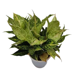 Aglaonema Luckchai