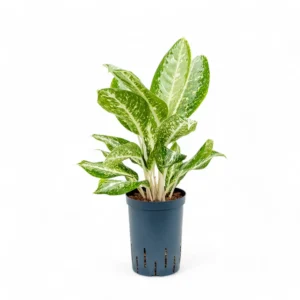 Aglaonema Milky Way