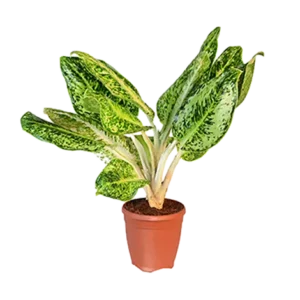 Aglaonema New Butterfly
