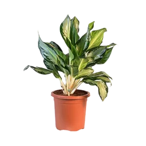 Aglaonema Osaka