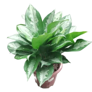 Aglaonema Pataya Beauty