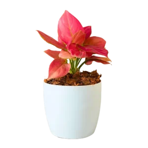 Aglaonema Pink Butter Fly
