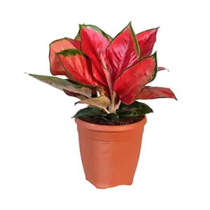 Aglaonema Red Panama