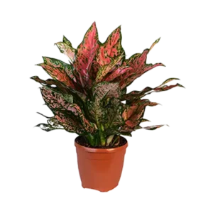 Aglaonema Red Valentine