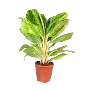 Aglaonema Rayong Gold