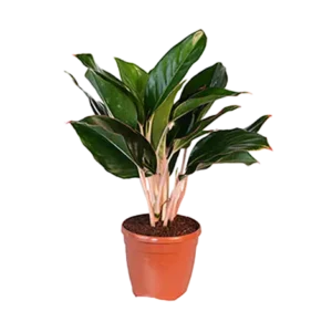 Aglaonema Sapphire