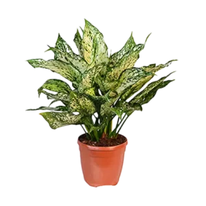 Aglaonema Snow White