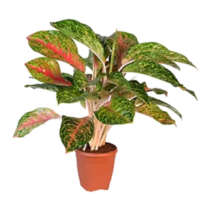 Aglaonema Steam White