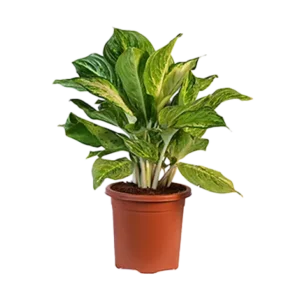 Aglaonema Golden Madona