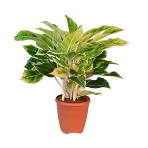 Aglaonema Pink Aurora