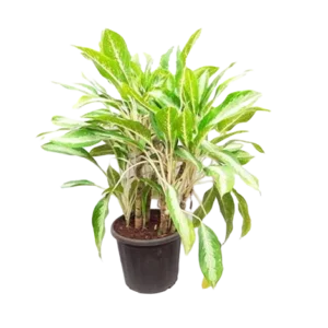 Aglaonema Yenesta