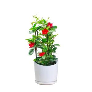 Allamanda Red