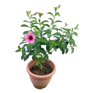 Allamanda Tiger Purple