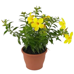 Allamanda Yellow