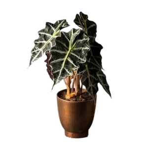 Alocasia Amazonica Single