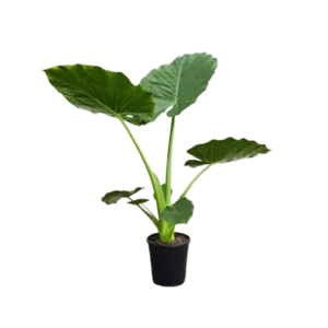 Alocasia Elephant Ear