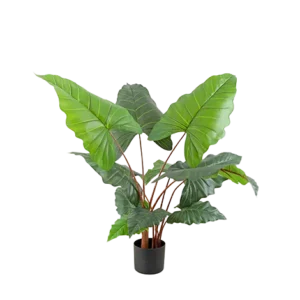 Alocasia (Three In One)