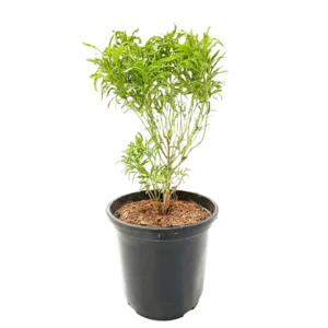 Aralia Green