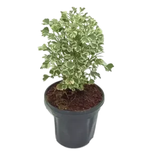 Aralia Variegated Mini