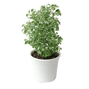 Aralia Variegated White Mini
