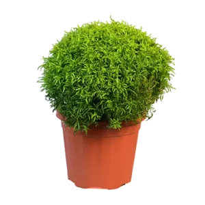 Aralia Golden
