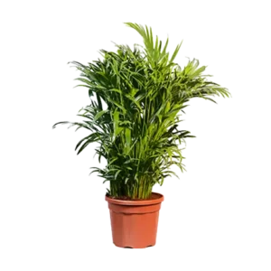 Areca Palm