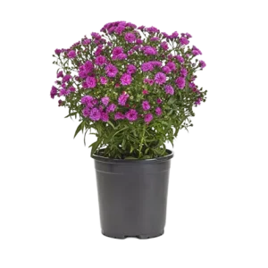 Aster