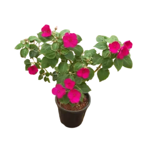 Balsam