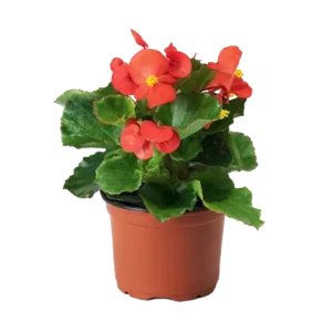 Begonia