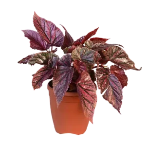 Begonia Rex