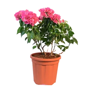 Bougainvillea