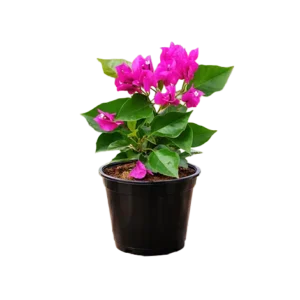 Bougainvillea Dwarf