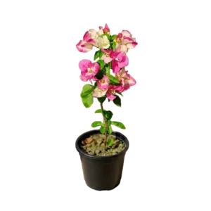 Bougainvillea Mix