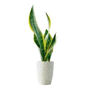 Aglaonema Netidum
