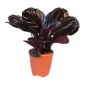 Calathea Dottie