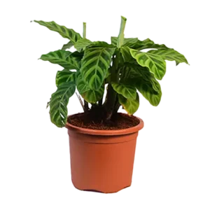 Calathea (Marantha Green)