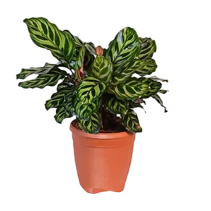 Calathea Makoyona