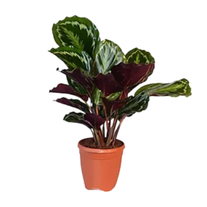 Calathea Medallion